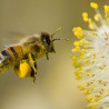 Bee Pollen