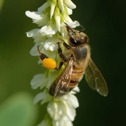 Bee Pollen