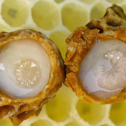 Royal jelly