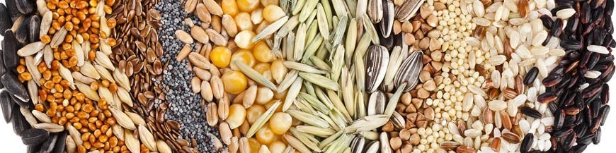 Seeds
